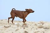 PINSCHER NAIN 030